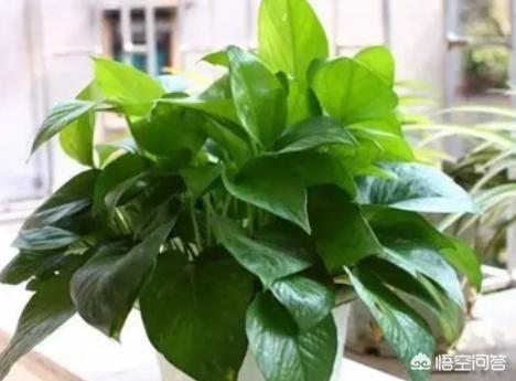 观叶植物:观叶植物的叶子为啥长不大？