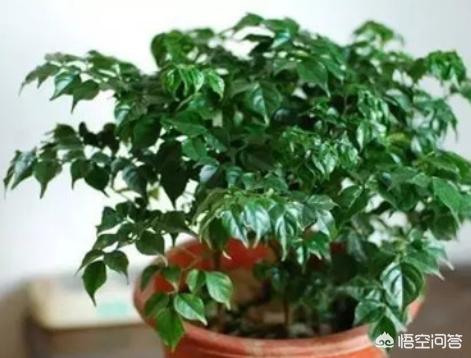 观叶植物:观叶植物的叶子为啥长不大？