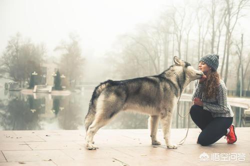 曼赤肯猫有基因缺陷吗:阿拉斯加犬有什么坏毛病？