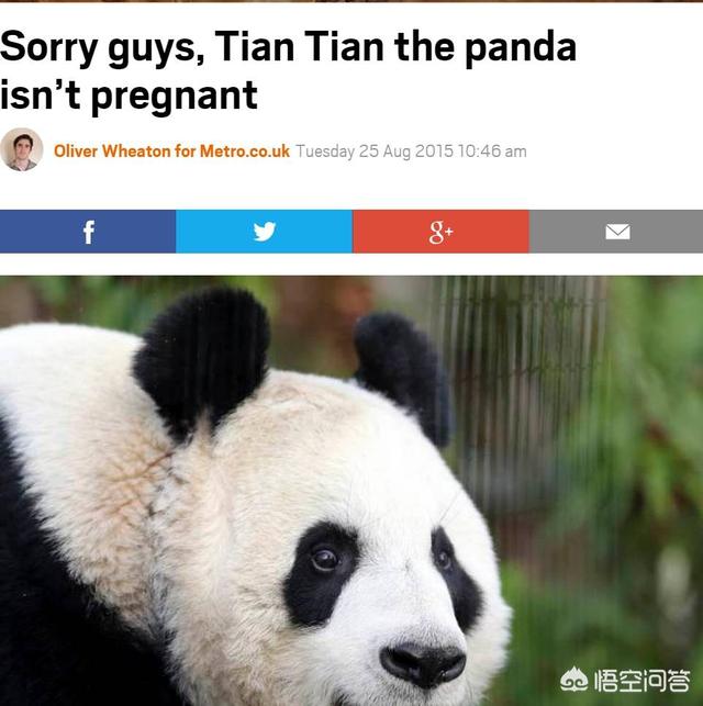 大熊猫误入水电站落水:痛心！甘肃一家河道内烧烤，不幸遇难！给了我们如何提醒？