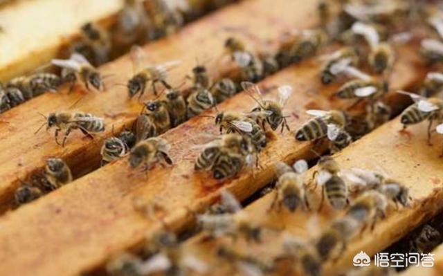 合并蜜蜂能用空气清新剂吗