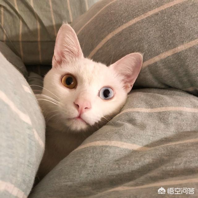 猫咪不乖小说:猫咪为什么不能像狗狗一样亲近人，总是感觉它非常的高冷？