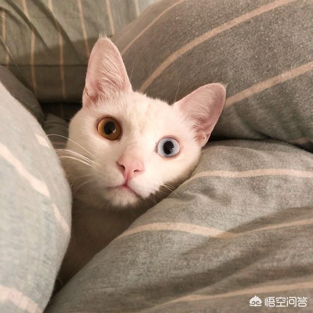 猫咪不乖 txt:猫咪为什么不能像狗狗一样亲近人，总是感觉它非常的高冷？