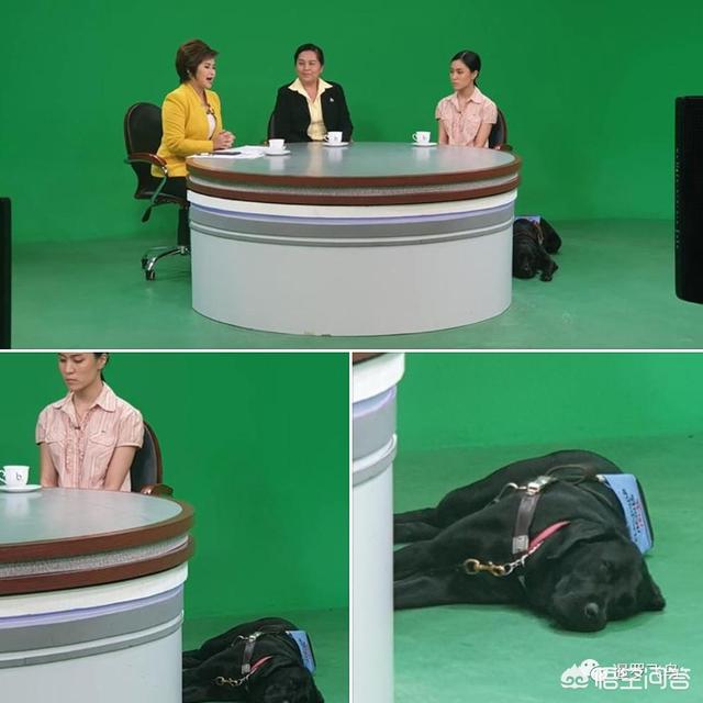 导盲犬珍妮 寄养家:出来打工一年了，过年回家我家狗狗还能认识我吗？