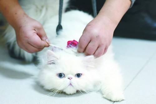 猫白血病:家养的猫咪该注射什么疫苗？