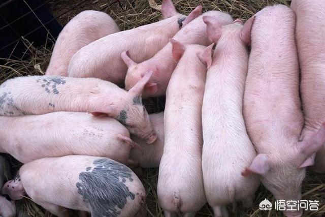 h7n9动物死亡率:非洲猪瘟小猪死亡率高吗？