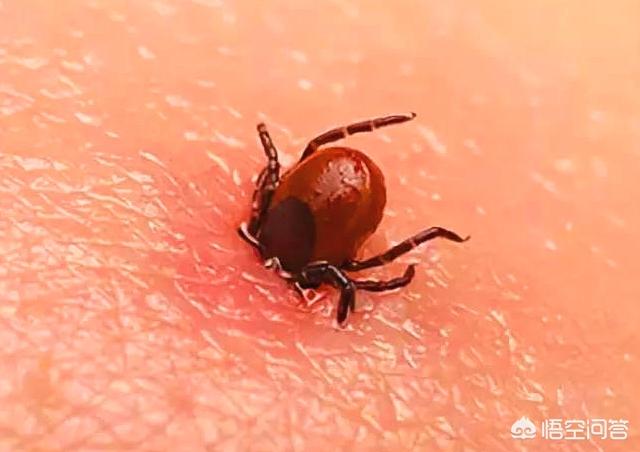 蒙古死亡之虫:草中能导致人死亡的虫子有哪些