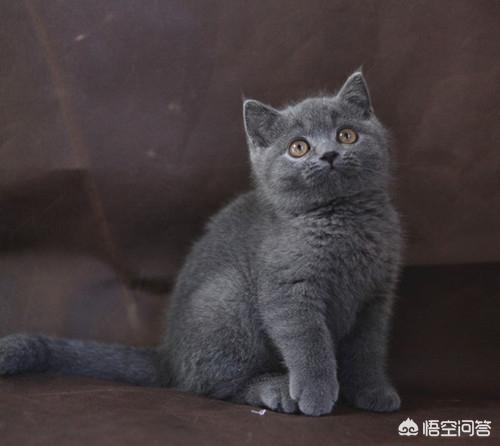 英短蓝猫幼猫怎么养:不足月的蓝猫怎么养，蓝猫不足月能喂牛奶吗？