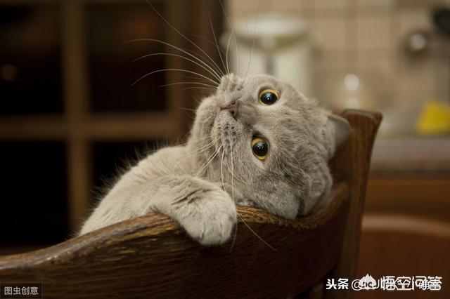 伯曼猫吧:养了8年的猫，治病要花10万，你会救吗？