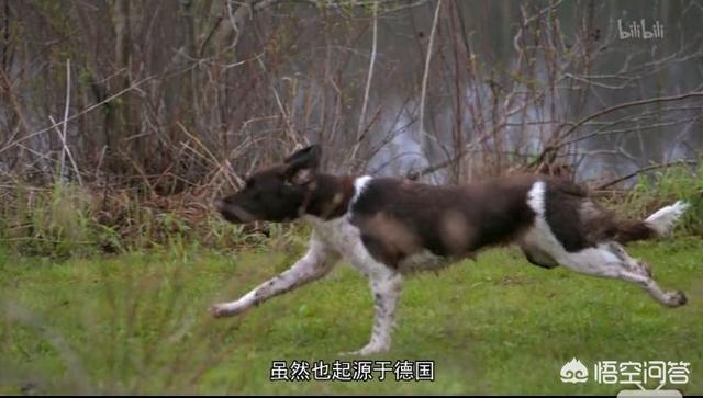 沉默的斗牛犬博客:中文互联网的产出在渐渐枯萎吗？