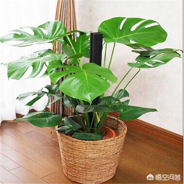 展叶鸟巢蕨吸甲醛吗:吸甲醛比较好的植物有哪些？谁能说一下？