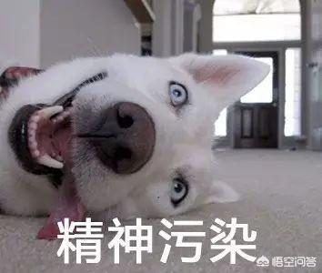 搞笑宠物狗的名字:有没有一些关于狗比较搞笑的视频？