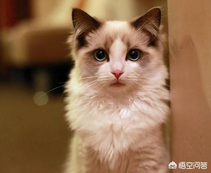 冬天半夜猫叫:晚上猫像哭了一样叫，猫咪发出像小孩的哭声，是怎么回事？