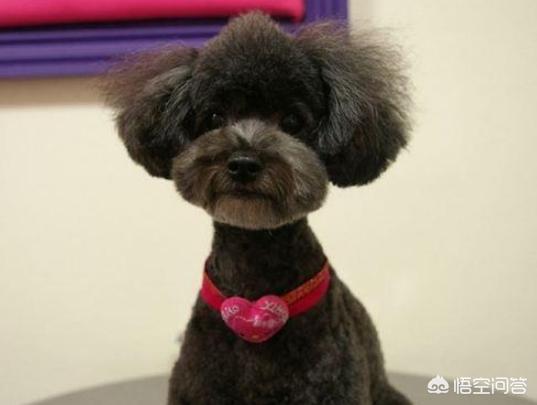 灰色贵宾犬造型图片:为什么有的人这么喜欢灰色泰迪犬？ 灰色巨型贵宾犬图片
