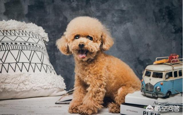 灰色贵宾犬造型图片:为什么有的人这么喜欢灰色泰迪犬？ 灰色巨型贵宾犬图片