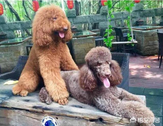 白贵宾犬美容造型图片大全:纯黑色泰迪怎么打扮好看？