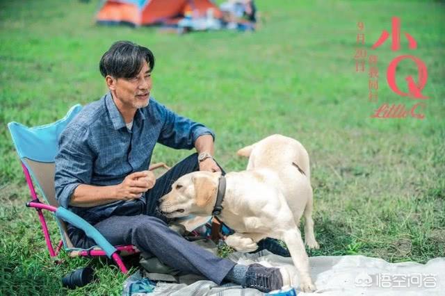 导导肓犬小q电影:导盲犬小q电影完整版 看过《小Q》后，你觉得影片中哪一幕最让你感动？