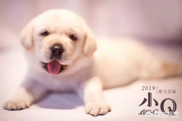 导导肓犬小q电影:导盲犬小q电影完整版 看过《小Q》后，你觉得影片中哪一幕最让你感动？