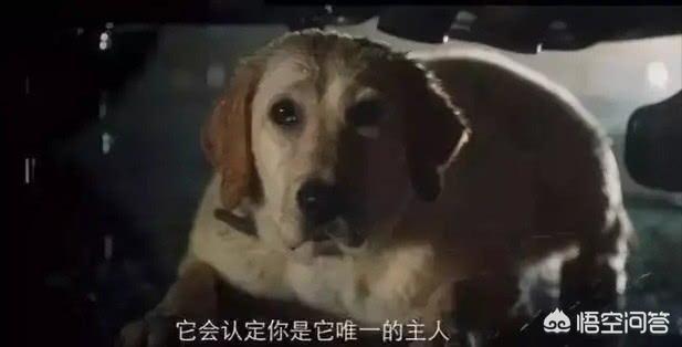 导盲犬小q粤语百度云:如何评价电影《小Q》的视听艺术？ 导盲犬小q电影百度云