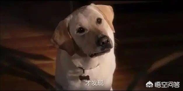 导盲犬小q粤语百度云:如何评价电影《小Q》的视听艺术？ 导盲犬小q电影百度云