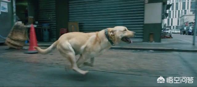 导导肓犬小q电影:导盲犬小q电影完整版 看过《小Q》后，你觉得影片中哪一幕最让你感动？