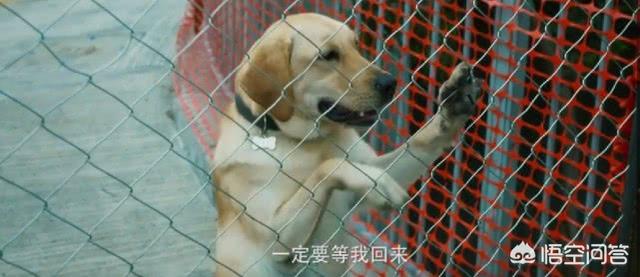 导导肓犬小q电影:导盲犬小q电影完整版 看过《小Q》后，你觉得影片中哪一幕最让你感动？