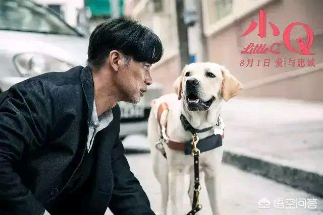 导导肓犬小q电影:导盲犬小q电影完整版 看过《小Q》后，你觉得影片中哪一幕最让你感动？