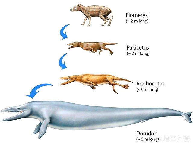 鲸交所，上百吨重的鲸鱼，它们的祖先也是庞然大物吗