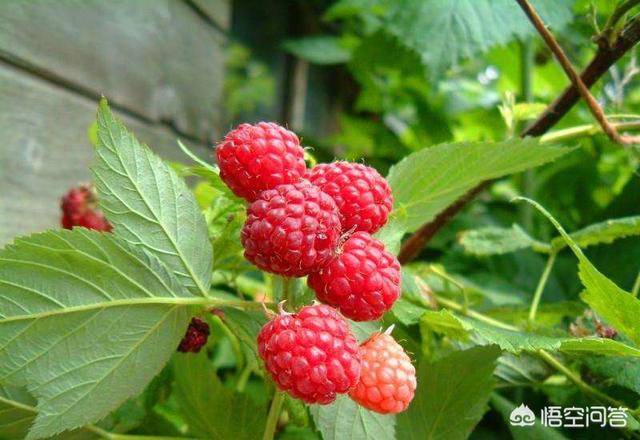 印度壮阳春果子，农村满山遍野生长的树莓，人工怎么种植泡酒有什么功效