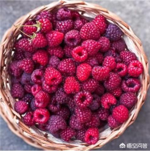 壮阳春植物果实，农村满山遍野生长的树莓，人工怎么种植泡酒有什么功效