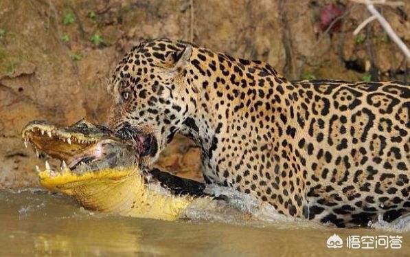 在猫科动物中,美洲豹和花豹相比谁更厉害?