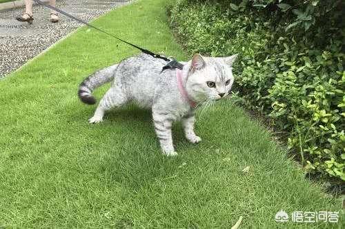 猫带着脖圈怎么喝水:怎样让猫咪适应乘车出行？