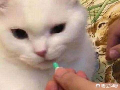 猫带着脖圈怎么喝水:怎样让猫咪适应乘车出行？