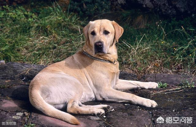 犬布鲁氏杆菌:宠物犬会感染新型冠状病毒吗？谢谢？