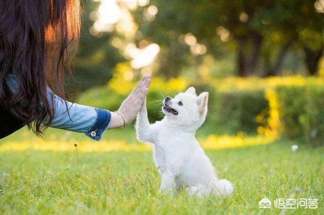 忆宠物摄影:人类养宠物侵犯宠物的权利了吗？