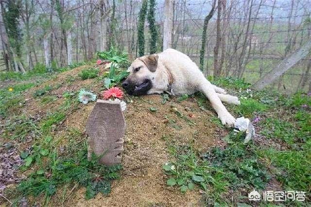 红眼雪貂认主人吗:猫能听得懂人话吗，还是说部分猫听得懂，为什么？