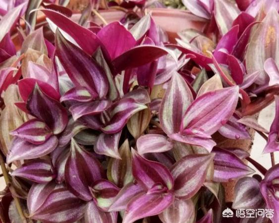 花卉图片大全吊竹梅:倒挂金钟出花苞就干是什么原因？该怎么办？