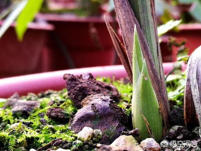火焰兰:秋季兰花浇水应该注意些什么？ 火焰兰花语