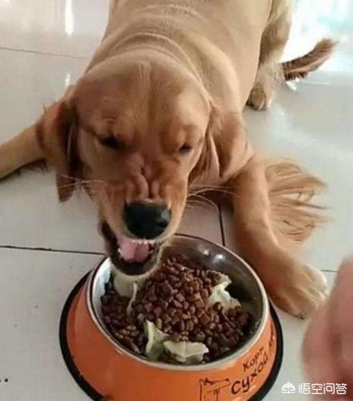 狗狗护食物:狗狗会护食吗，有什么表现？