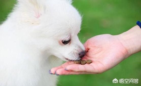 狗狗护食物:狗狗会护食吗，有什么表现？