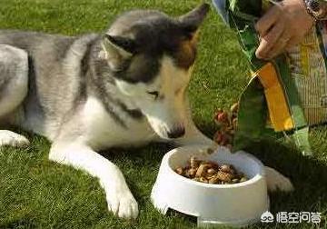 狗狗护食物:狗狗会护食吗，有什么表现？