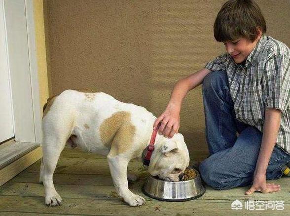 狗狗护食物:狗狗会护食吗，有什么表现？
