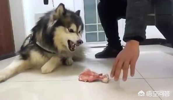 狗狗护食物:狗狗会护食吗，有什么表现？
