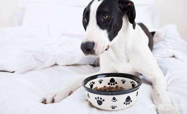 狗狗护食物:狗狗会护食吗，有什么表现？