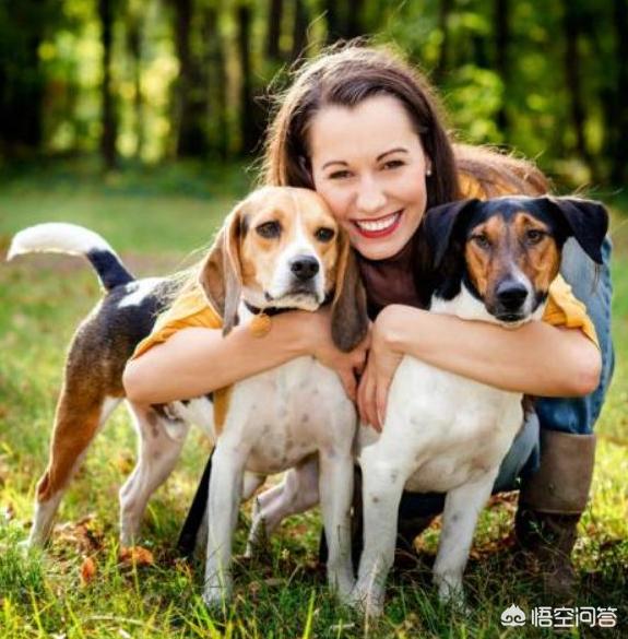 电击项圈如何训练狗:如何让狗狗养成正确的排泄习惯，狗狗尿尿调教的小妙招？