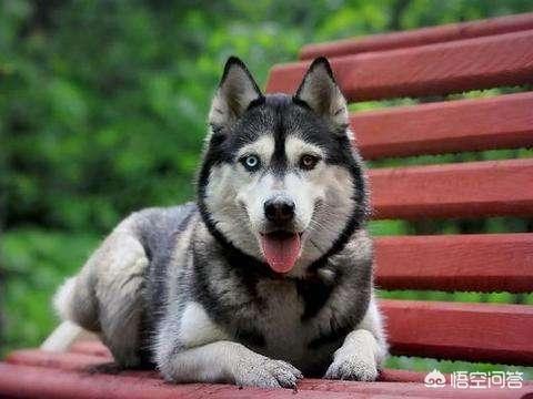 四个月哈士奇喂养方法:两个月的哈士奇，如何喂养？ 哈士奇的喂养方法