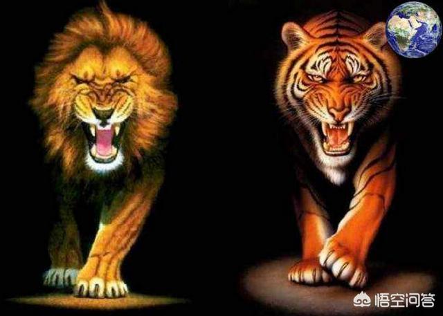 狮子和老虎可以配对吗 狮子非常废柴，为什么却