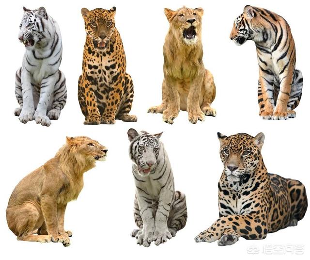 世界最大的猫类:为什么猫科动物中大多数体型比较大，而猫咪的体型小呢？