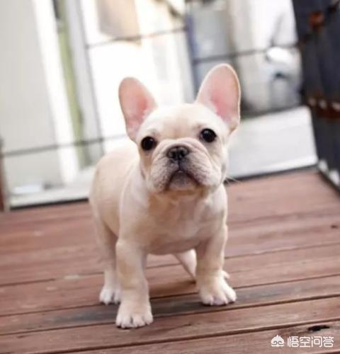 法国波尔多犬什么样的:如何挑选纯种的法国斗牛犬？