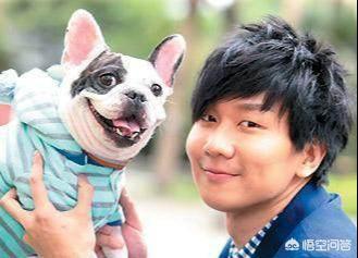 法国波尔多犬什么样的:如何挑选纯种的法国斗牛犬？